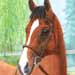 Horse Portrait image